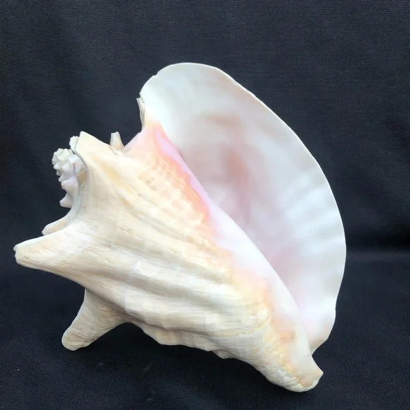 Queen Conch Seashell Strombus Gigas Decoration Large 8” x 6 1/2”” - Picture 1 of 10